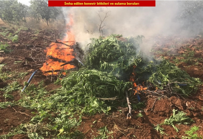 Diyarbakır'da 850 bin kök Hint keneviri ele geçirildi